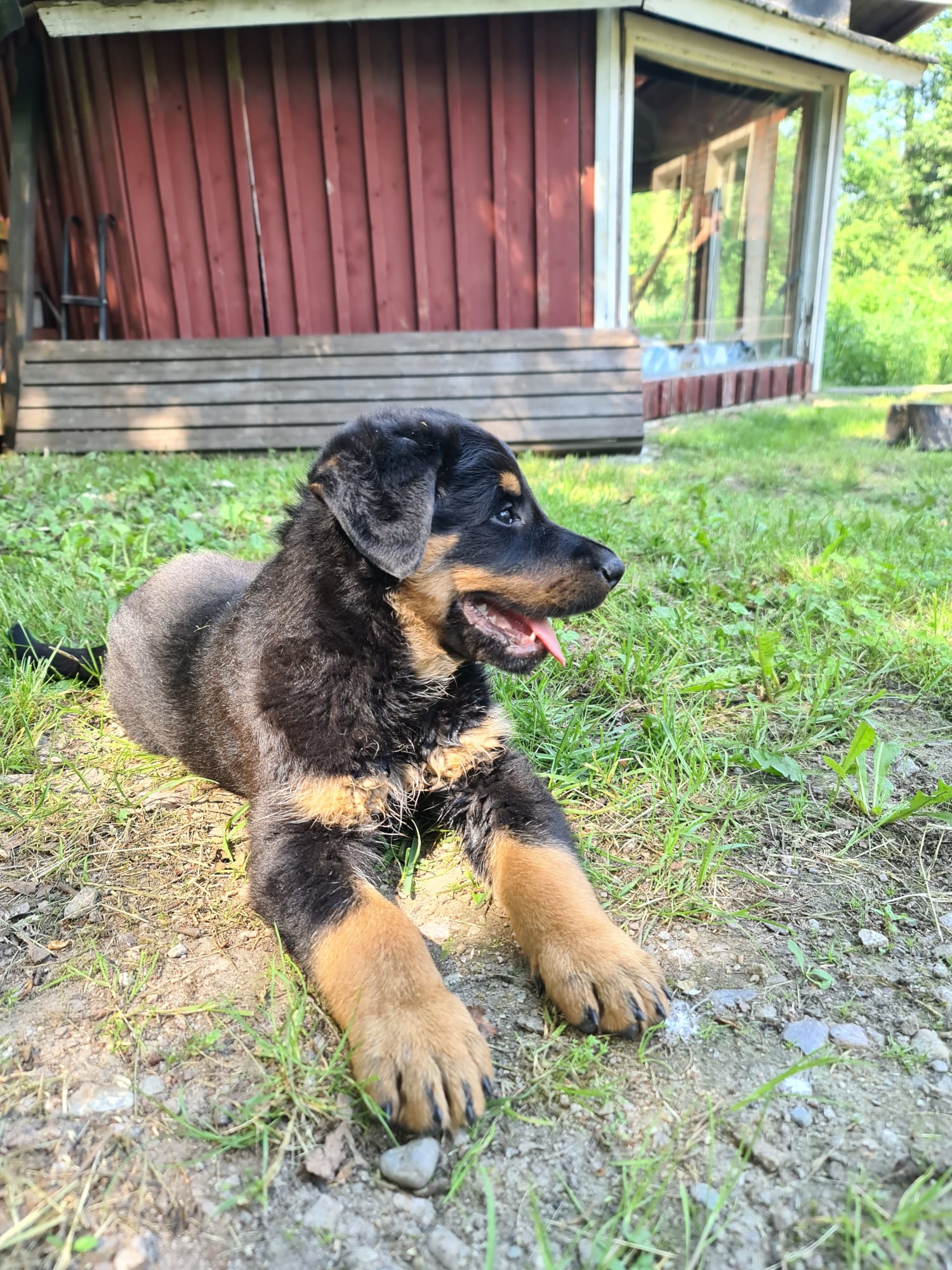 Sulo